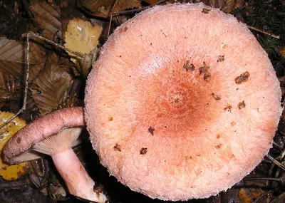 Сыроежка винно-красная - Russula vinosa :: Евгений Корьевщиков – Социальная  сеть ФотоКто