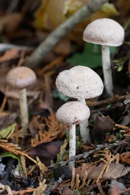 Сыроежка буреющая (Russula xerampelina) фото и описание