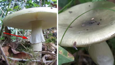 Сыроежка кроваво-красная (Russula sanguinea). Фото на сайте \"Грибы:  информация и фотографии\"