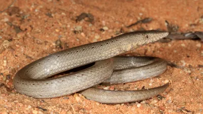 Ложноногая змея на фоне природы: фото в хорошем качестве