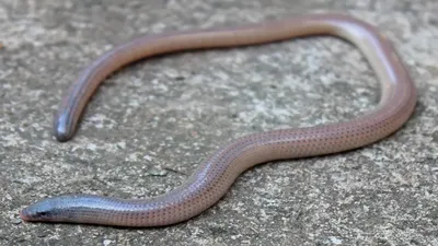 Ложноногая змея: красивые изображения для скачивания