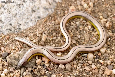Фото ложноногой змеи в формате WebP для скачивания бесплатно