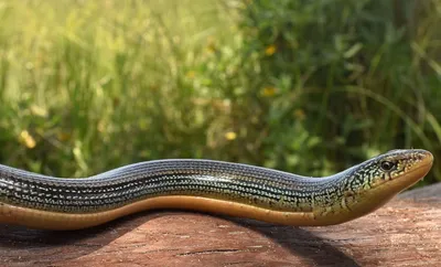 Скачать фото ложноногой змеи в формате JPG бесплатно