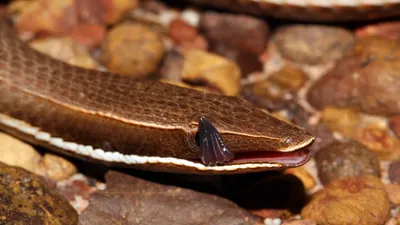 Фотографии ложноногой змеи для скачивания в формате PNG