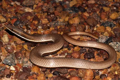 Ложноногая змея: красивые изображения для скачивания