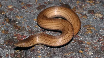Фото ложноногой змеи в формате PNG для бесплатного скачивания