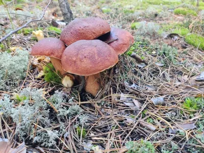 Сатанинский гриб: Как выглядит опасный двойник белого гриба
