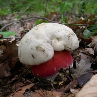 Как отличить ядовитый гриб от съедобного, как выглядит бледная поганка, сатанинский  гриб, желчный гриб - 3 сентября 2021 - НГС.ру