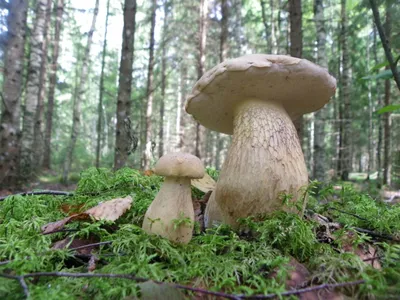 „Грибник ошибается только раз“: как отличить съедобный гриб от его  двойника? - Delfi RUS