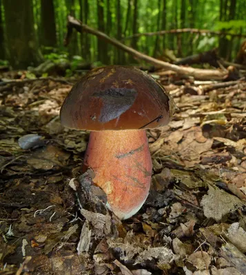 Вкусный или опасный? Ядовитые трубчатые грибы, которые растут у нас |  Полезно (Огород.ru)