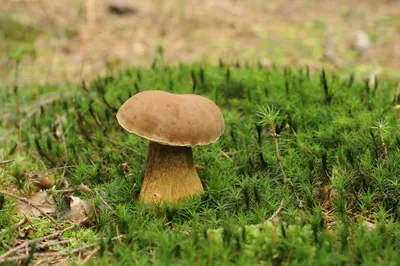 Белый гриб опасный двойник (71 фото) - 71 фото