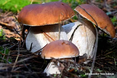 5 главных вопросов о грибах - Вкусный Блог