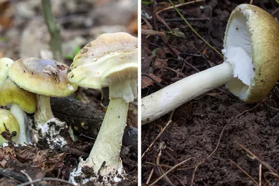 Как отличить белый гриб от ложного: описание и секреты