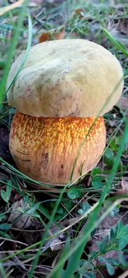 Белопольский белый гриб (58 фото) - 58 фото
