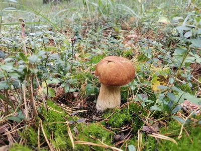 Сатанинский гриб: Как выглядит опасный двойник белого гриба | Бердск-Онлайн  СМИ | Дзен