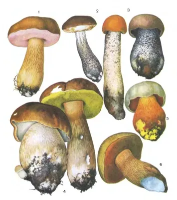 Ядовитые грибы Украины - виды, фото, симптомы отравления — УНИАН