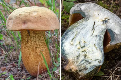 Как отличить ядовитый гриб от съедобного, как выглядит бледная поганка, сатанинский  гриб, желчный гриб - 3 сентября 2021 - НГС.ру