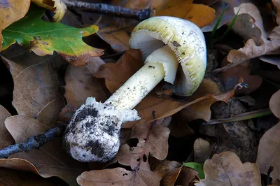 Боровик ле Галь (лат. Rubroboletus legaliae)