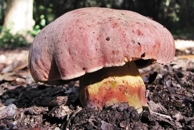 Ложный сатанинский гриб – красивый, но несъедобный гриб | Грибы, Бледная  поганка, Оранжевые цветы