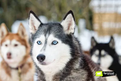 Самые лучшие породы собак для детей - Today.ua