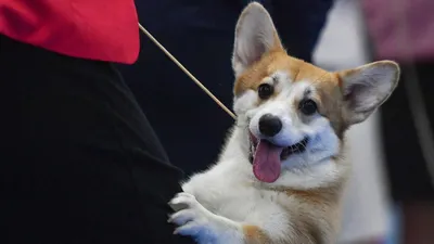Самые популярные породы собак - ветклиника \"в Добрые Руки\"