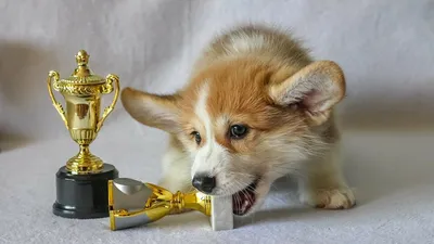 Красивые и трогательные: лучшие фото собак The Dog Photography Awards 2021  | Новости | Фото, видео, оптика | Фотосклад Эксперт