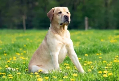 Лучшие породы собак для любителей активного отдыха и путешествий | ZOO  CHANNEL | Дзен