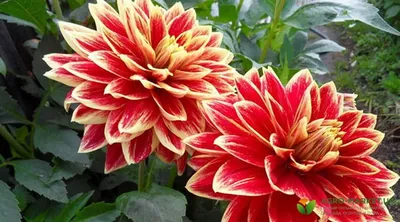 Самые красивые и лучшие сорта георгин | Agro-Market