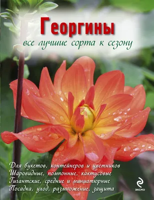 Элегантность во всей красе. Лучшие сорта георгинов для сада | Дача с нуля |  Дзен