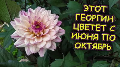 Купить Георгина Арт Нуво в Минске. Луковицы цветов, корневище, клубни  растений почтой.
