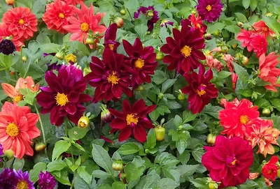 Букет из 15 оранжевых георгин купить недорого с доставкой | Flowers Valley