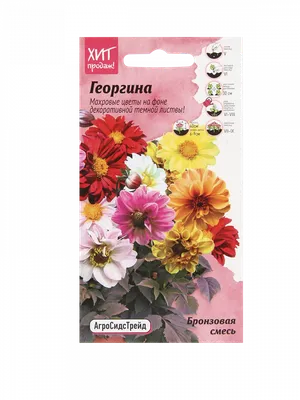 Элегантность во всей красе. Лучшие сорта георгинов для сада | Дача с нуля |  Дзен