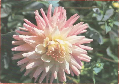 Mag_Flowers