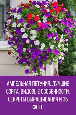 Из 10 тысяч экземпляров выбрали четыре. Алтайские ученые вывели уникальные сорта  петунии - KP.RU