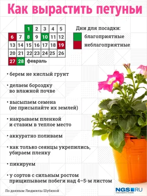 Петунии: посадка, уход, подкормки. | Интернет-магазин «Буйские удобрения»