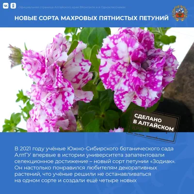 Магазин «Удачный Огород» on Instagram: \"Какие сорта петуний являются вашими  фаворитами? Напишите в комментариях 👇🏻 Заказать семена цветов и овощей  можно у нас! Удачные покупки в магазине «Удачный огород»💫🌸\"