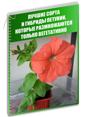 Какая петуния подходит именно вам: выбираем правильный цветок | В цветнике  (Огород.ru)