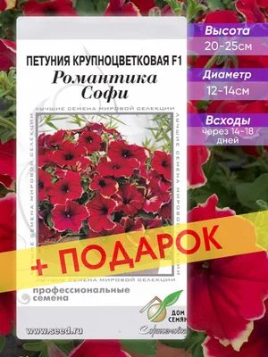 Петунии: выращивание и особенности ухода - BONA FORTE