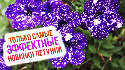 Топ 9 новых сортов петунии 2020-2021. Какими бывают виды и сорта петуний? -  YouTube