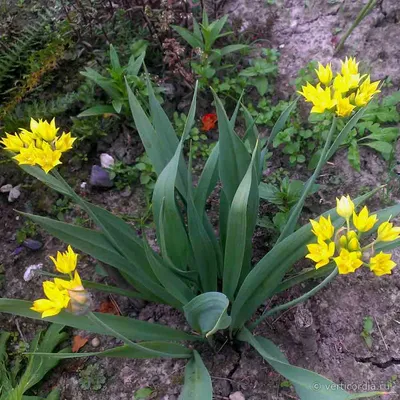 Allium moly L., Лук Моли (World flora) - Pl@ntNet identify