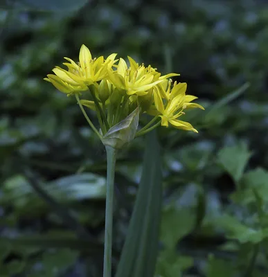 File:Allium moly Full Plant.jpg - Wikimedia Commons