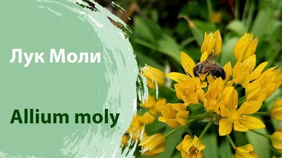 Лук Моли / Лук / Луковичные / Энциклопедия растений / FloraPedia.ru -  Энциклопедия растений