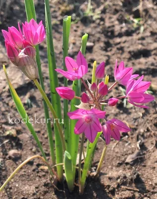 Allium Moly, также известный как жёлтый чеснок золотой чеснок и лилия лука  — вид цветущего растения рода Allium. Стоковое Изображение - изображение  насчитывающей лилия, цветок: 221286881