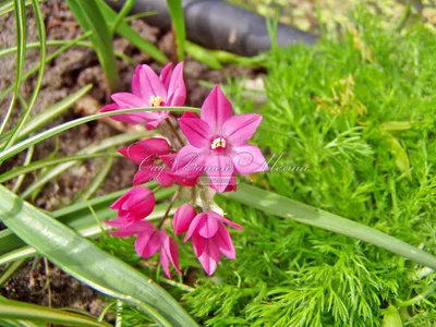 Лук моли/Золотой чеснок/Аллиум/Golden Garlic/Allium moly/Lily Leek - YouTube