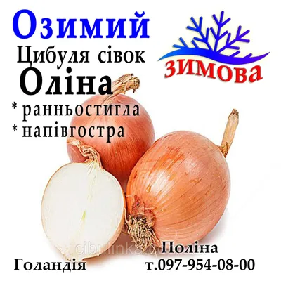 🌱 Лук Репчатый Олина по цене от 420 руб: луковицы - купить в Москве с  доставкой - интернет-магазин Все Сорта