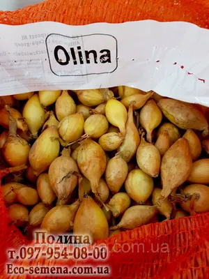 Лук севок Олина семна лука сеянца купить с доставкой по Украине