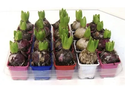 Гиацинт 1 луковица - купить, цена, условия выращивания в интернет-магазине  комнатных растений.