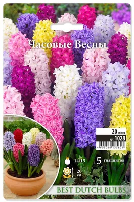 Гиацинт 1 Луковица (Hyacinthus)