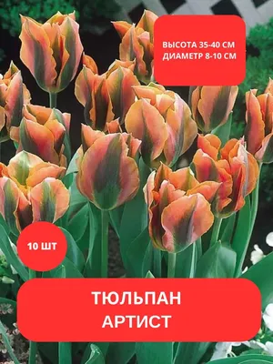 Луковица тюльпана триумф Прити Принцес 3шт ❤️ доставка на дом от магазина  Zakaz.ua