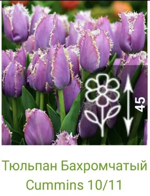 Тюльпан Луковица, Кавиар, 10шт Leflower 103016820 купить в  интернет-магазине Wildberries